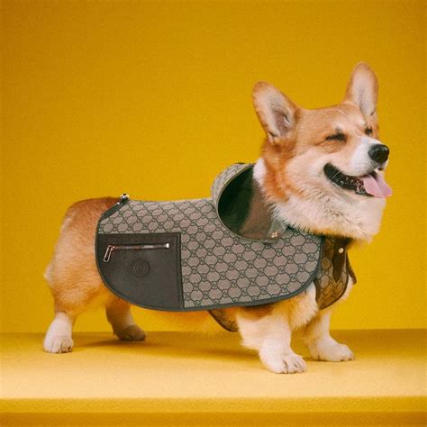 gucci pet collection|gucci pet accessories.